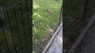 Feeding New York City squirrels.