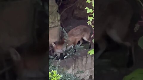 when the den collapsed mummy had to move the pups #nature #foxesofinstagram #foxes #sleepsounds