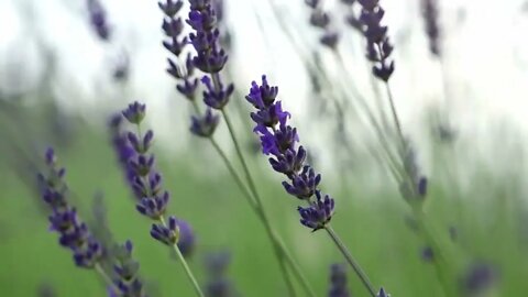 Lavender Wind - Nature Sounds for Relaxing Meditation Sleep 1HR