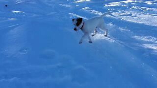 Ares Jack Russell Terrier first outbound back country skiing