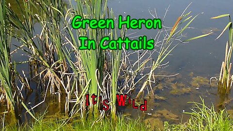 Green Heron In Cattails
