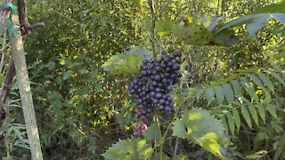 Vineyard tour Marquette grapes