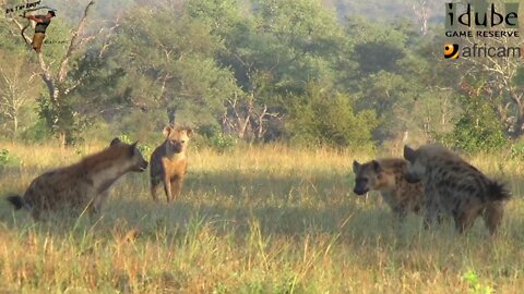 Hyena Interactions | African Safari Sighting