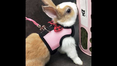 Lovely rabbit, I love animals