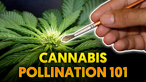 How To Make Your Own Cannabis Seeds - Cannabis Pollination Tips With Khalifa Genetics