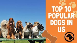 Top 10 Most Popular Dogs in the US | DOG BLOG 🐶 Brooklyn's Corner