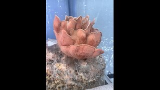 Power of the Pink oyster mushroom