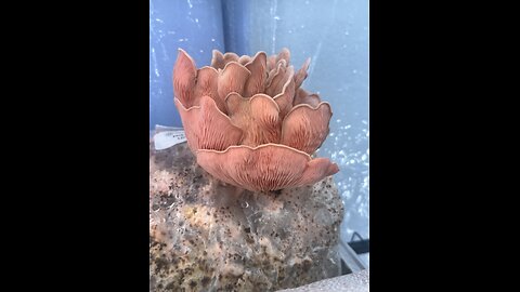 Power of the Pink oyster mushroom
