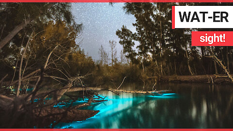 Mesmerising video shows kayakers wade through glowing blue water in Florida