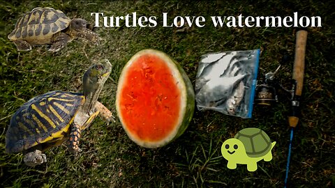 Turtles Love Watermelon 🍉