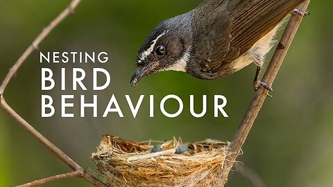 How Flycatchers feed their chicks | TIGER COUNTRY Mini Scene