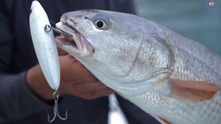 Topwater Redfish, Snook, and Trout in Tampa Bay with Big Blowups!