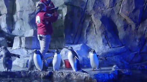 Editorial trainers clean gentoo penguins inside the cold aquarium