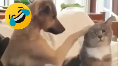 Funny Animals Videos 🤣 Try not to Laugh - Funny Cats and Dogs😻🐶 #41
