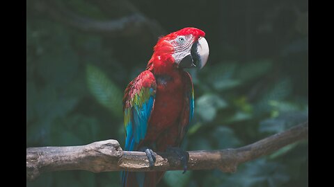 Groucho the singing parrot.