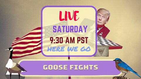 Saturday *LIVE*! Goose Fights Edition