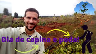 #3 - Weeding around the Pau Brasil tree and the citrus trees