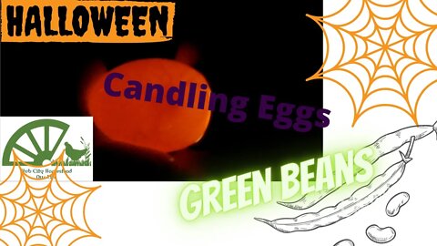 Halloween Fun ~ Candling our Lemon Blue Cochin Eggs ~ Vacuum Sealing Green Beans