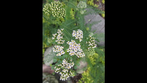 Soothing Wild Flower White Yarrow Aug 2022