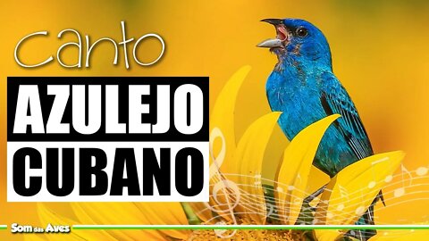 🎼Lindo AZULEJO CUBANO Cantando (Passerina Cyanea) Azulillo🌳