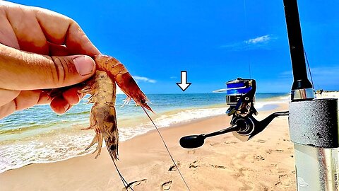 Tossed a CUT! SHRIMP off this BEACH and Caught DINNER! [Catch, Clean, Cook]