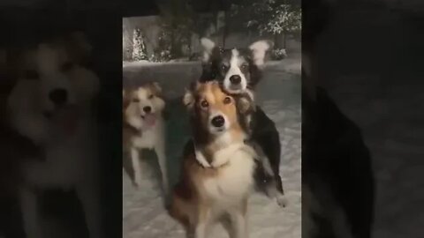 🐶Dogs Wanting To Appear More Than The Others In The Video🐾😂