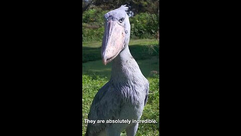 This Is The Shoebill Stork