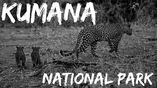 Kumana National Park | Yala East | Bird Sanctuary | Wild Life | SafariPark | Visit SriLanka | Panama