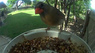 Mrs. Northern Cardinal at our Belterra Breakfast Buffet for Birds