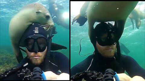 Playful sea lion grabs swimmer head like a beach ball