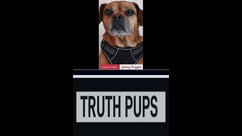 TRUTH 🐶 PUPS INTEL UPDATE #TheStormRider777
