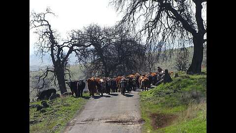 Cattle Drive up a Country Road.. There are still cowboys and heroes.