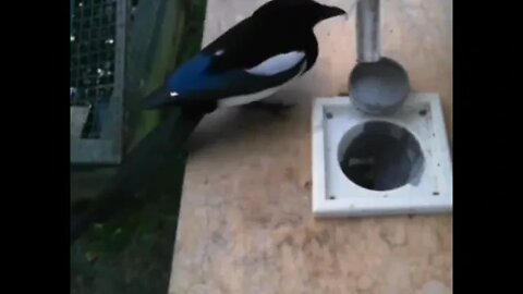 A feeder where birds can exchange garbage for food