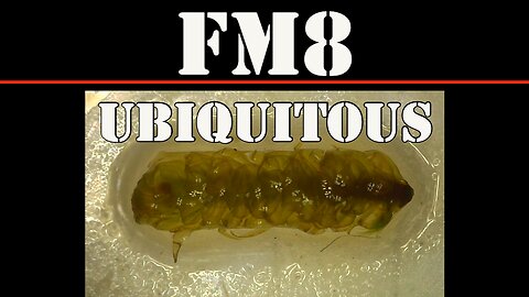 FM8 - UBIQUITOUS ERGODICITY
