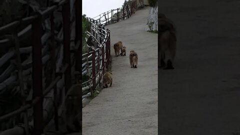 Rock of Gibralter Monkey's