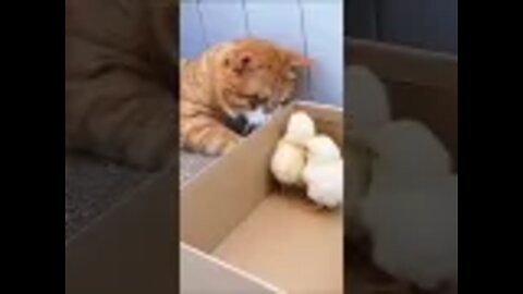 Cute and funny cat videos/#kitten #cat #kitty #funny kitten #funnycat #trending #shorts #tiktok