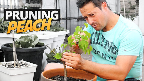 Making the Scaffold Prune on our Peach Tree - Pruning Back our Seed Grown Peach Sapling