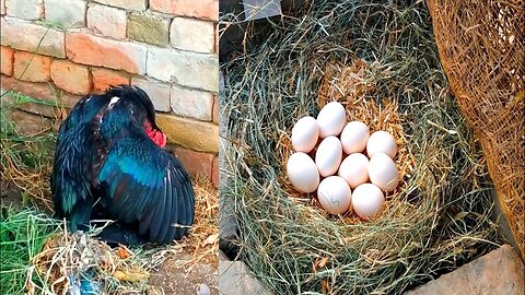 Muski lasani hen eggs to chicks hatching