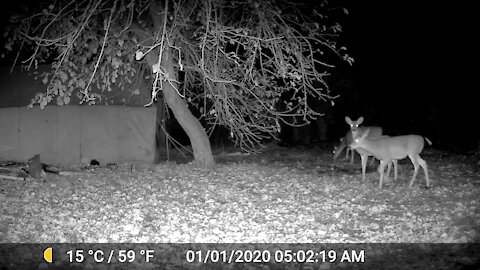 Grizzly versus Whitetail reactions. Predator and prey