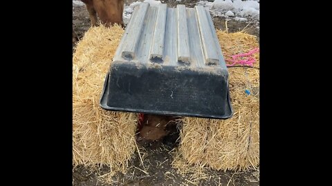 On Pasture hot box for calf