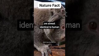 You Won't Believe This Awesome Fact About Koalas And Owls! #shorts