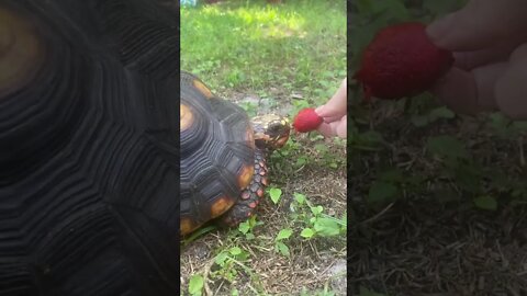 Melon the Picky RedFoot Tortoise