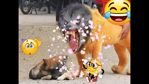 Troll Prank Dog Funny & Huge Box Prank to dog & fake Lion and Fake Tiger Prank To dog