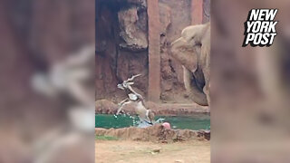 Antelope saved from drowning after elephant alerts zoo