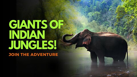 Giants of Indian Jungles | Zootube