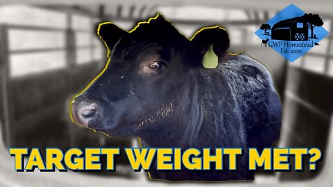 Beef Steer goes to the Processor – Did we meet our Target Weight?