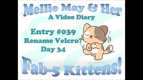 Video Diary Entry 039: Little Pile Of Kittens. Rename Velcro? - Day 34