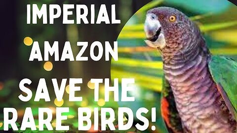 🌿🐾 Roaming the Imperial Amazon: Wildlife Encounters Galore! #WildKingdom #NatureQuest