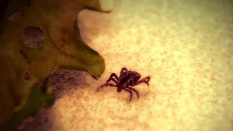 Tick season could be worst ever
