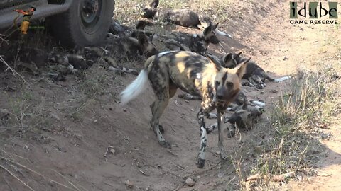 African Wild Dog Pups At Play - Using The Vehicles As Cover!
